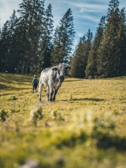 almabtrieb_2019_2048px-9