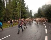 Almabtrieb Feldereralpe 2013 – „So wie seit 100 Jahren“