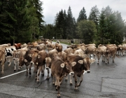 Almabtrieb Feldereralpe 2013 – „So wie seit 100 Jahren“