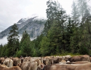 Almabtrieb Feldereralpe 2013 – „So wie seit 100 Jahren“