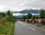 Almabtrieb Feldereralpe 2013 – „So wie seit 100 Jahren“