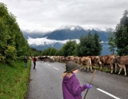 Almabtrieb Feldereralpe 2013 – „So wie seit 100 Jahren“