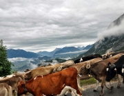 Almabtrieb Feldereralpe 2013 – „So wie seit 100 Jahren“