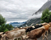 Almabtrieb Feldereralpe 2013 – „So wie seit 100 Jahren“