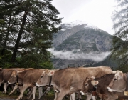 Almabtrieb Feldereralpe 2013 – „So wie seit 100 Jahren“