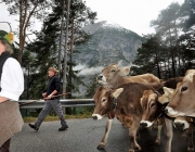Almabtrieb Feldereralpe 2013 – „So wie seit 100 Jahren“