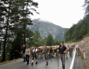 Almabtrieb Feldereralpe 2013 – „So wie seit 100 Jahren“