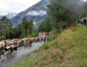 Almabtrieb Feldereralpe 2013 – „So wie seit 100 Jahren“