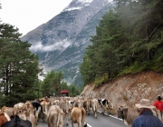 Almabtrieb Feldereralpe 2013 – „So wie seit 100 Jahren“