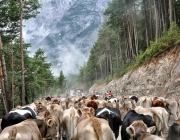 Almabtrieb Feldereralpe 2013 – „So wie seit 100 Jahren“