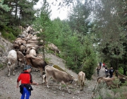 Almabtrieb Feldereralpe 2013 – „So wie seit 100 Jahren“