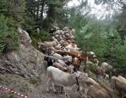 Almabtrieb Feldereralpe 2013 – „So wie seit 100 Jahren“