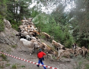 Almabtrieb Feldereralpe 2013 – „So wie seit 100 Jahren“