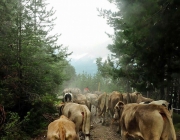Almabtrieb Feldereralpe 2013 – „So wie seit 100 Jahren“