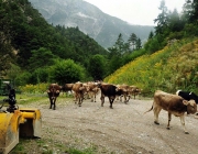Almabtrieb Feldereralpe 2013 – „So wie seit 100 Jahren“