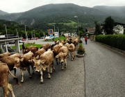 Almabtrieb Feldereralpe 2013 – „So wie seit 100 Jahren“