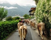 Almabtrieb Feldereralpe 2013 – „So wie seit 100 Jahren“