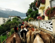 Almabtrieb Feldereralpe 2013 – „So wie seit 100 Jahren“