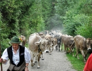 Almabtrieb Feldereralpe 2013 – „So wie seit 100 Jahren“