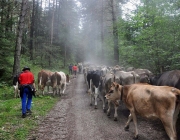 Almabtrieb Feldereralpe 2013 – „So wie seit 100 Jahren“