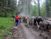 Almabtrieb Feldereralpe 2013 – „So wie seit 100 Jahren“