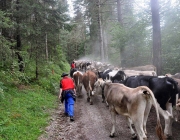 Almabtrieb Feldereralpe 2013 – „So wie seit 100 Jahren“