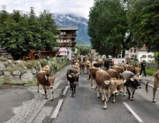 Almabtrieb Feldereralpe 2013 – „So wie seit 100 Jahren“