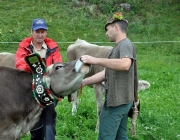Almabtrieb Feldereralpe 2013 – „So wie seit 100 Jahren“