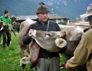 Almabtrieb Feldereralpe 2013 – „So wie seit 100 Jahren“
