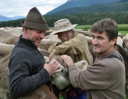 Almabtrieb Feldereralpe 2013 – „So wie seit 100 Jahren“