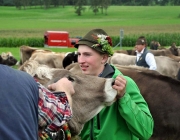 Almabtrieb Feldereralpe 2013 – „So wie seit 100 Jahren“
