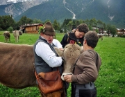 Almabtrieb Feldereralpe 2013 – „So wie seit 100 Jahren“