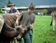 Almabtrieb Feldereralpe 2013 – „So wie seit 100 Jahren“