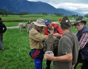 Almabtrieb Feldereralpe 2013 – „So wie seit 100 Jahren“