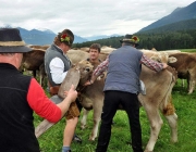 Almabtrieb Feldereralpe 2013 – „So wie seit 100 Jahren“