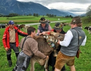 Almabtrieb Feldereralpe 2013 – „So wie seit 100 Jahren“