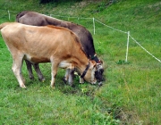 Almabtrieb Feldereralpe 2013 – „So wie seit 100 Jahren“