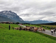 Almabtrieb Feldereralpe 2013 – „So wie seit 100 Jahren“