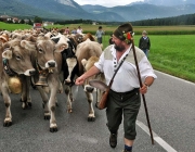 Almabtrieb Feldereralpe 2013 – „So wie seit 100 Jahren“