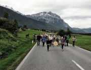 Almabtrieb Feldereralpe 2013 – „So wie seit 100 Jahren“