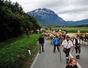 Almabtrieb Feldereralpe 2013 – „So wie seit 100 Jahren“