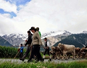 Almabtrieb Feldereralpe 2013 – „So wie seit 100 Jahren“