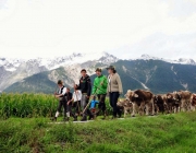 Almabtrieb Feldereralpe 2013 – „So wie seit 100 Jahren“