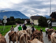 Almabtrieb Feldereralpe 2013 – „So wie seit 100 Jahren“