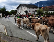 Almabtrieb Feldereralpe 2013 – „So wie seit 100 Jahren“