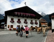 Almabtrieb Feldereralpe 2013 – „So wie seit 100 Jahren“