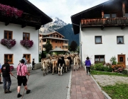 Almabtrieb Feldereralpe 2013 – „So wie seit 100 Jahren“