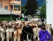 Almabtrieb Feldereralpe 2013 – „So wie seit 100 Jahren“