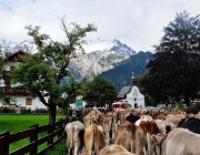 Almabtrieb Feldereralpe 2013 – „So wie seit 100 Jahren“