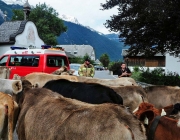 Almabtrieb Feldereralpe 2013 – „So wie seit 100 Jahren“